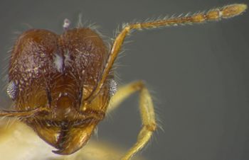 Media type: image;   Entomology 34134 Aspect: head frontal view